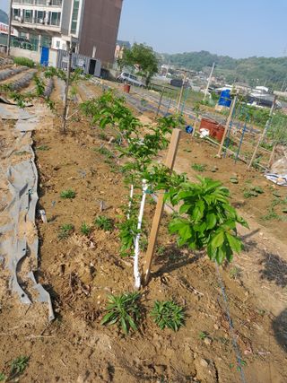 김평식님의 내 농사 경력 자랑하기 · 참여 작성글 사진