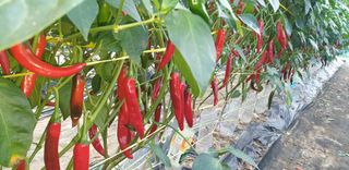 밤까시 여주농장님의 고추 · 일상 작성글 사진