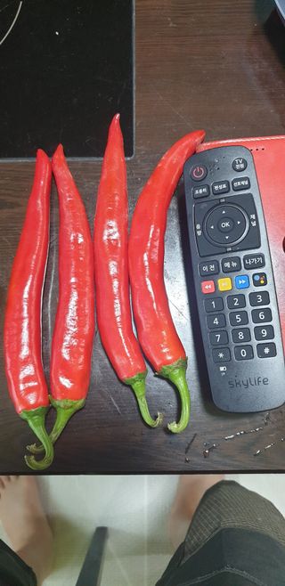 밤까시 여주농장님의 고추 · 일상 작성글 사진