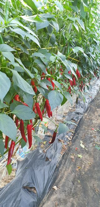 밤까시 여주농장님의 고추 · 일상 작성글 사진