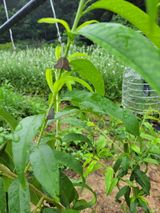 팜모닝 복숭아·병해충상담 게시글 이미지