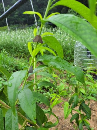 복영님의 복숭아 · 병해충상담 작성글 사진