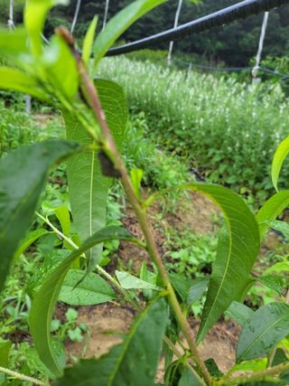 복영님의 복숭아 · 병해충상담 작성글 사진