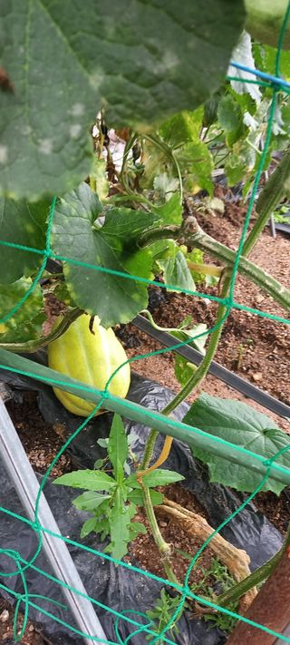 서강훈님의 기타작물 · 병해충상담 작성글 사진