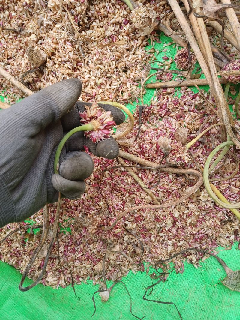 장터 상품 [(마감)홍산마늘주아 종이3컵 2만냥] 썸네일