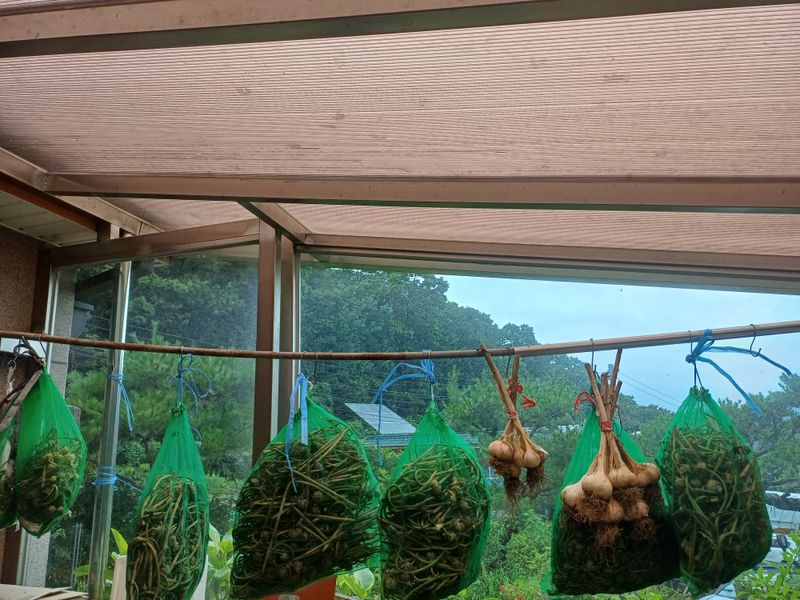 삼성농산님의 장터 판매 상품 [(마감)홍산마늘주아 종이3컵 2만냥] 첨부 사진