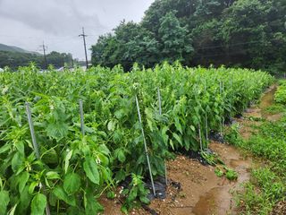 HYUN님의 참깨 · 자유게시판 작성글 사진