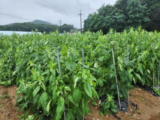 HYUN님의 참깨 · 자유게시판 작성글 사진