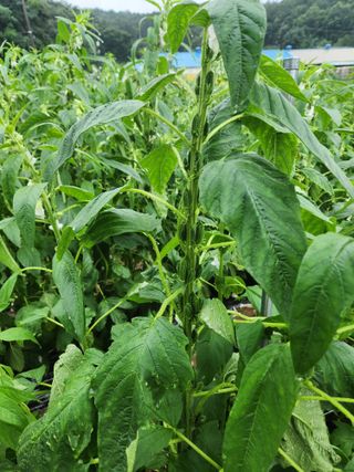 HYUN님의 참깨 · 자유게시판 작성글 사진