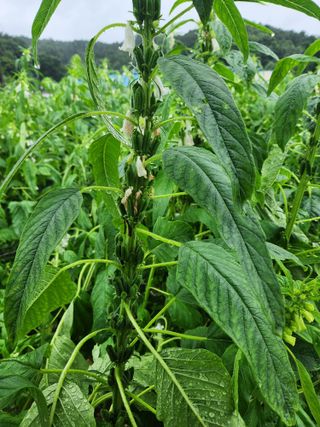 HYUN님의 참깨 · 자유게시판 작성글 사진