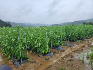 HYUN님의 참깨 · 자유게시판 작성글 사진