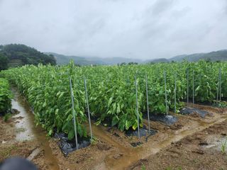 HYUN님의 참깨 · 자유게시판 작성글 사진