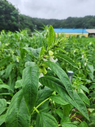 HYUN님의 참깨 · 자유게시판 작성글 사진