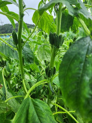 HYUN님의 참깨 · 자유게시판 작성글 사진