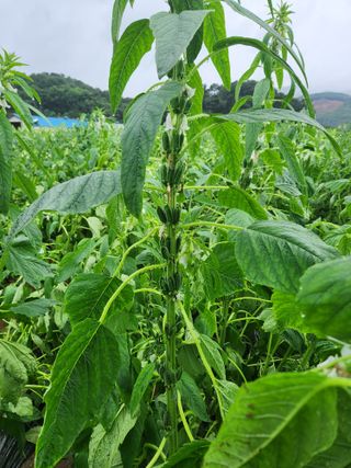 HYUN님의 참깨 · 자유게시판 작성글 사진