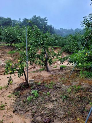 산신님의 사과 · 일상 작성글 사진