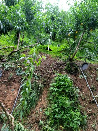 이양호님의 복숭아 · 자유게시판 작성글 사진