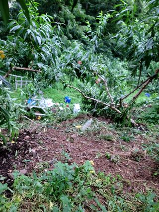 이양호님의 복숭아 · 자유게시판 작성글 사진