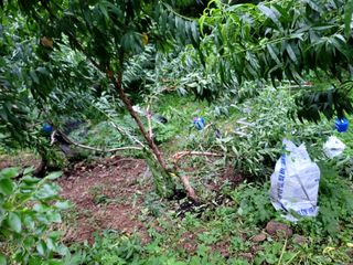 이양호님의 복숭아 · 자유게시판 작성글 사진