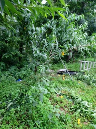 이양호님의 복숭아 · 자유게시판 작성글 사진