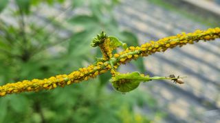 무룡농장님의 기타작물 · 병해충상담 작성글 사진