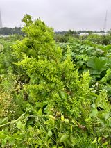 팜모닝 기타작물·병해충상담 게시글 이미지