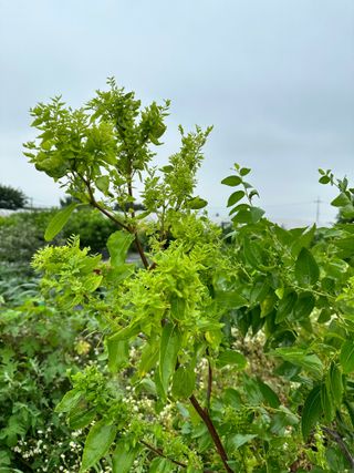 옥수수26905님의 기타작물 · 병해충상담 작성글 사진