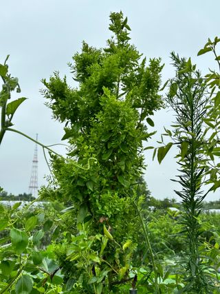 옥수수26905님의 기타작물 · 병해충상담 작성글 사진