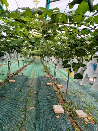 오리개농원지니님의 내 농사 경력 자랑하기 · 참여 작성글 사진