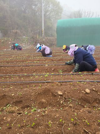 박창수님의 내 농사 경력 자랑하기 · 참여 작성글 사진