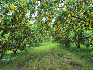 박창수님의 내 농사 경력 자랑하기 · 참여 작성글 사진