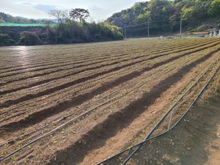 박창수님의 내 농사 경력 자랑하기 · 참여 작성글 사진
