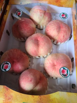 박창수님의 내 농사 경력 자랑하기 · 참여 작성글 사진