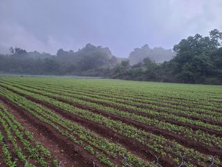 박창수님의 내 농사 경력 자랑하기 · 참여 작성글 사진