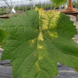 팜모닝 포도·병해충상담 게시글 이미지