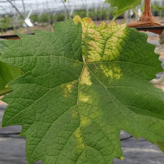 상주 한진학(달빛포님의 포도 · 병해충상담 작성글 사진