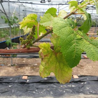 상주 한진학(달빛포님의 포도 · 병해충상담 작성글 사진