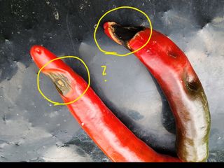 조용오님의 고추 · 병해충상담 작성글 사진