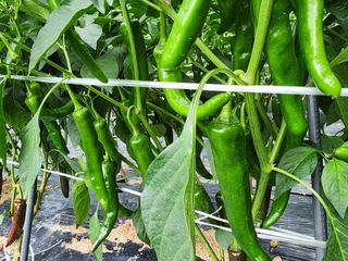 조용오님의 고추 · 병해충상담 작성글 사진