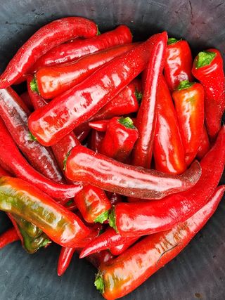 조용오님의 고추 · 병해충상담 작성글 사진