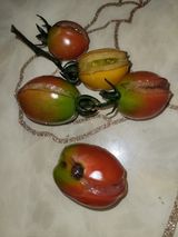 팜모닝 토마토·일상 게시글 이미지