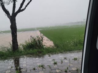 고구마전미연님의 벼 · 자유게시판 작성글 사진