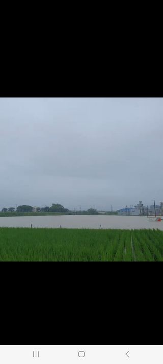 김백식님의 벼 · 자유게시판 작성글 사진