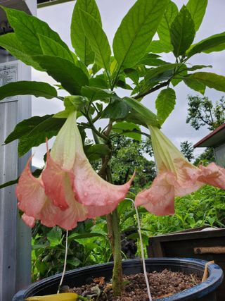 배주원님의 내 농사 경력 자랑하기 · 참여 작성글 사진