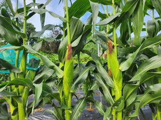 배주원님의 내 농사 경력 자랑하기 · 참여 작성글 사진