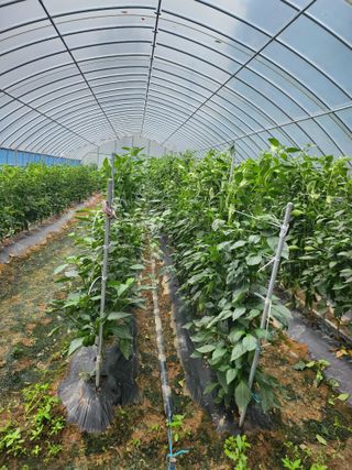 배주원님의 내 농사 경력 자랑하기 · 참여 작성글 사진