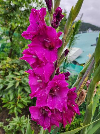 배주원님의 내 농사 경력 자랑하기 · 참여 작성글 사진