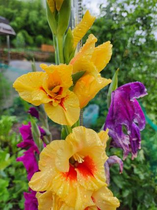 배주원님의 내 농사 경력 자랑하기 · 참여 작성글 사진