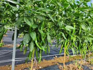 배주원님의 내 농사 경력 자랑하기 · 참여 작성글 사진