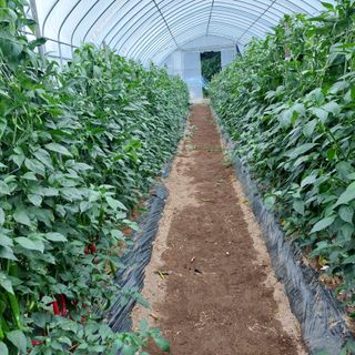 강원도 횡성군님의 고추 · 일상 작성글 사진